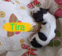 Tira, a female Shih Tzu for sale in Cheney, WA – Photo 3 of 7