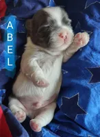 Abel, a male Shih Tzu for sale in Cheney, WA – Photo 3 of 4