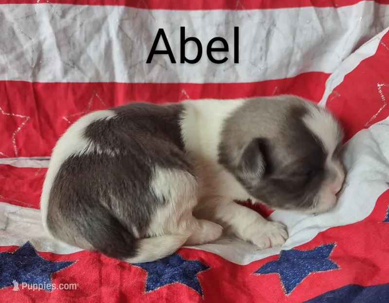 Abel, a male Shih Tzu for sale in Cheney, WA – Photo 1 of 4