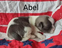 Abel, a male Shih Tzu for sale in Cheney, WA – Photo 1 of 4