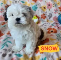 Snow White, a female Shih Tzu for sale in Cheney, WA – 7 of 9