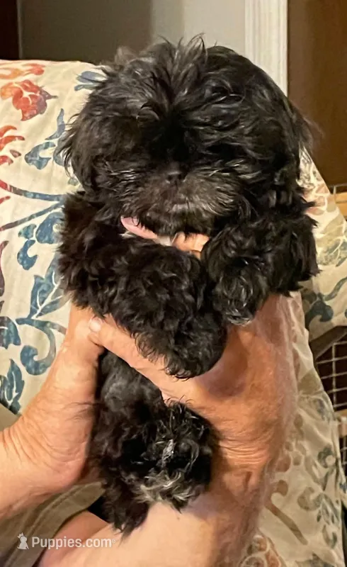 Lilly – Shih Tzu puppy for sale in Cheney, WA