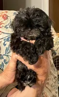 Lilly, a female Shih Tzu for sale in Cheney, WA – 1 of 5