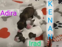 Kenan, a male Shih Tzu for sale in Cheney, WA – Photo 4 of 6