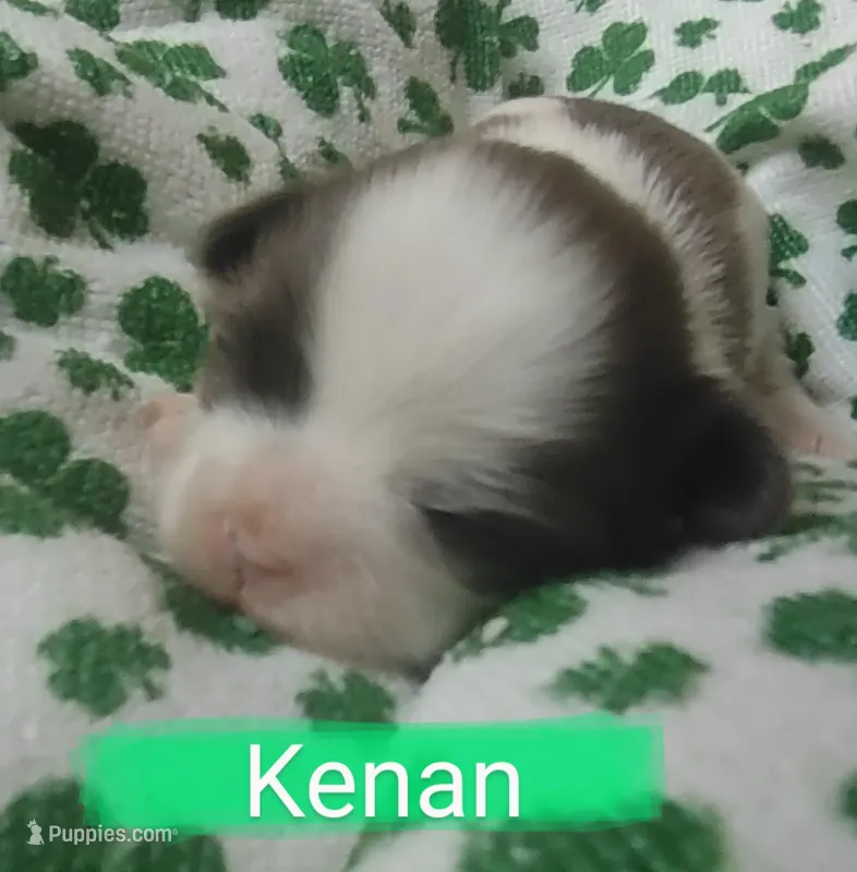 Kenan, a male Shih Tzu for sale in Cheney, WA – Photo 1 of 6