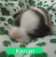 Kenan, a male Shih Tzu for sale in Cheney, WA – Photo 1 of 6