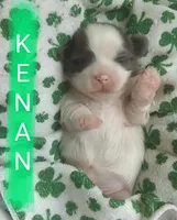 Kenan, a male Shih Tzu for sale in Cheney, WA – Photo 2 of 6