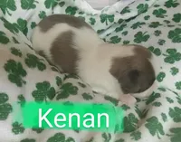 Kenan, a male Shih Tzu for sale in Cheney, WA – Photo 6 of 6