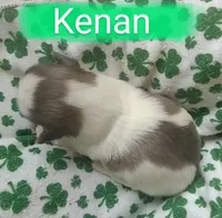 Kenan, a male Shih Tzu for sale in Cheney, WA – Photo 5 of 6