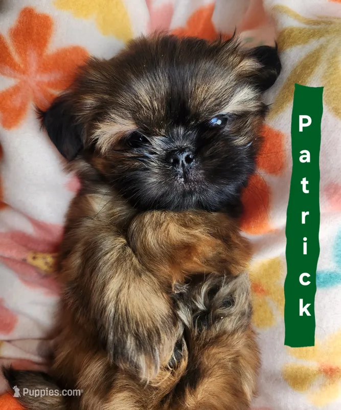 Patrick – Shih Tzu puppy for sale in Cheney, WA