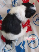 Jude, a male Shih Tzu for sale in Cheney, WA – Photo 7 of 10