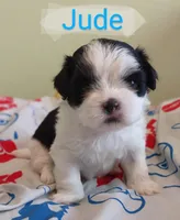 Jude, a male Shih Tzu for sale in Cheney, WA – Photo 4 of 10