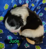 Jude, a male Shih Tzu for sale in Cheney, WA – Photo 5 of 10