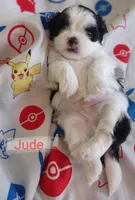 Jude, a male Shih Tzu for sale in Cheney, WA – Photo 8 of 10