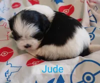 Jude, a male Shih Tzu for sale in Cheney, WA – Photo 6 of 10
