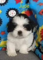 Jude, a male Shih Tzu for sale in Cheney, WA – Photo 10 of 10