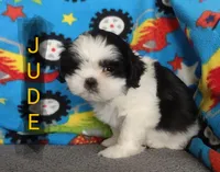 Jude, a male Shih Tzu for sale in Cheney, WA – Photo 9 of 10