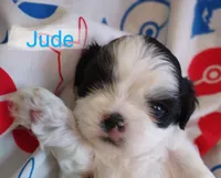 Jude, a male Shih Tzu for sale in Cheney, WA – Photo 2 of 10