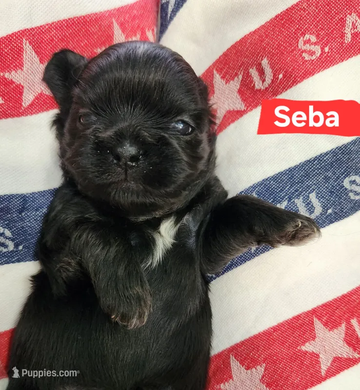 Seba – Shih Tzu puppy for sale in Cheney, WA