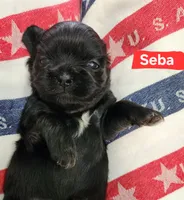 Seba, a female Shih Tzu for sale in Cheney, WA – 1 of 8