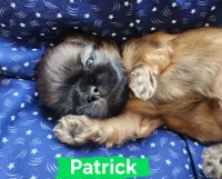 Patrick, a male Shih Tzu for sale in Cheney, WA – 4 of 8