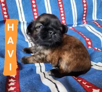 Havi, a male Shih Tzu for sale in Cheney, WA – 3 of 7