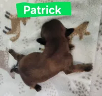 Patrick, a male Shih Tzu for sale in Cheney, WA – 2 of 8