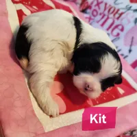Kit, a female Shih Tzu for sale in Cheney, WA – Photo 9 of 10