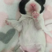 Kit, a female Shih Tzu for sale in Cheney, WA – Photo 5 of 10