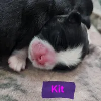 Kit, a female Shih Tzu for sale in Cheney, WA – Photo 3 of 10