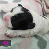 Kit, a female Shih Tzu for sale in Cheney, WA – Photo 2 of 10