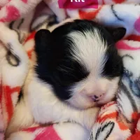 Kit, a female Shih Tzu for sale in Cheney, WA – Photo 10 of 10