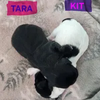 Kit, a female Shih Tzu for sale in Cheney, WA – Photo 4 of 10