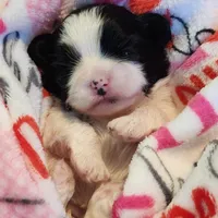 Kit, a female Shih Tzu for sale in Cheney, WA – Photo 1 of 10