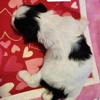 Kit, a female Shih Tzu for sale in Cheney, WA – Photo 8 of 10