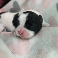 Kit, a female Shih Tzu for sale in Cheney, WA – Photo 7 of 10