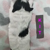 Kit, a female Shih Tzu for sale in Cheney, WA – Photo 6 of 10