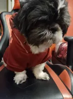 Destiny, a female Shih Tzu for sale in Cheney, WA – Photo 8 of 9