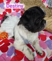 Destiny, a female Shih Tzu for sale in Cheney, WA – Photo 6 of 9