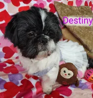 Destiny, a female Shih Tzu for sale in Cheney, WA – Photo 9 of 9