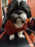 Destiny, a female Shih Tzu for sale in Cheney, WA – Photo 5 of 9