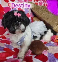 Destiny, a female Shih Tzu for sale in Cheney, WA – Photo 2 of 9