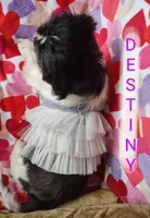Destiny, a female Shih Tzu for sale in Cheney, WA – Photo 4 of 9
