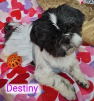 Destiny, a female Shih Tzu for sale in Cheney, WA – Photo 7 of 9