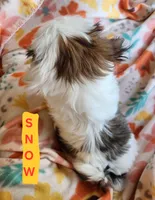 Snow White, a female Shih Tzu for sale in Cheney, WA – 4 of 9
