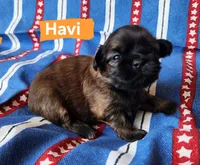 Havi, a male Shih Tzu for sale in Cheney, WA – 4 of 7