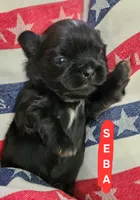 Seba, a female Shih Tzu for sale in Cheney, WA – 2 of 8