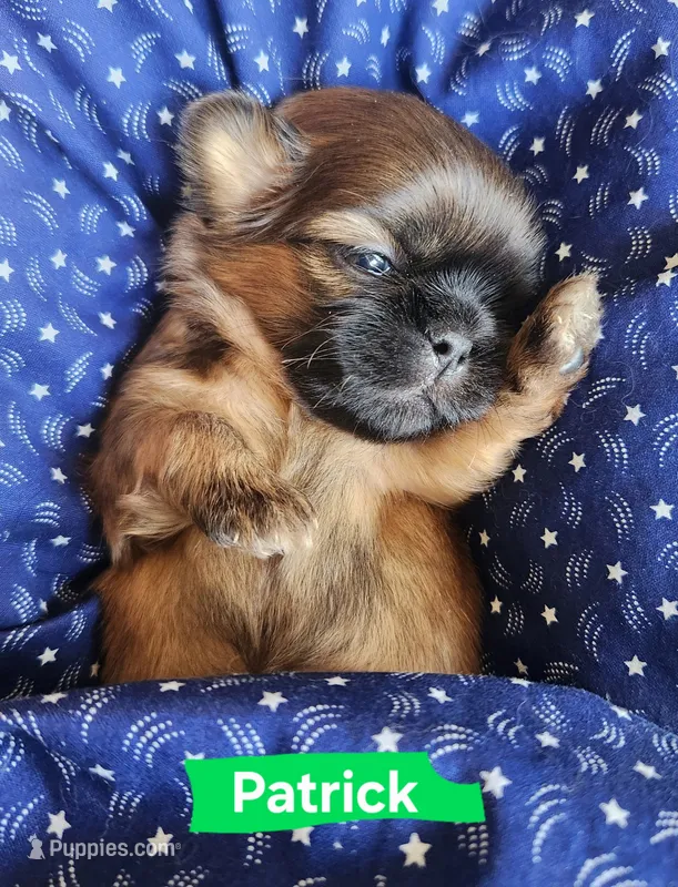 Patrick – Shih Tzu puppy for sale in Cheney, WA