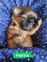Patrick, a male Shih Tzu for sale in Cheney, WA – 1 of 8