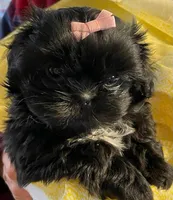 Lilly, a female Shih Tzu for sale in Cheney, WA – Photo 4 of 4